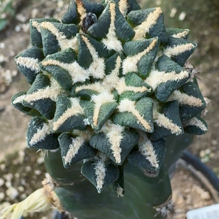 无花朵福利苗接姬牡丹058