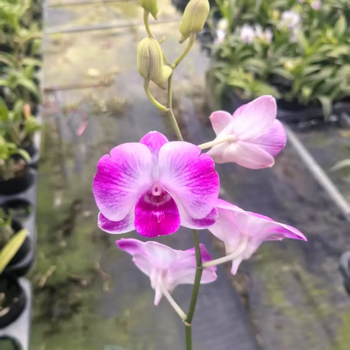 【夏日】秋石斛兰-无花苗（0度以下拍保温，不拍冻死冻伤不售后）