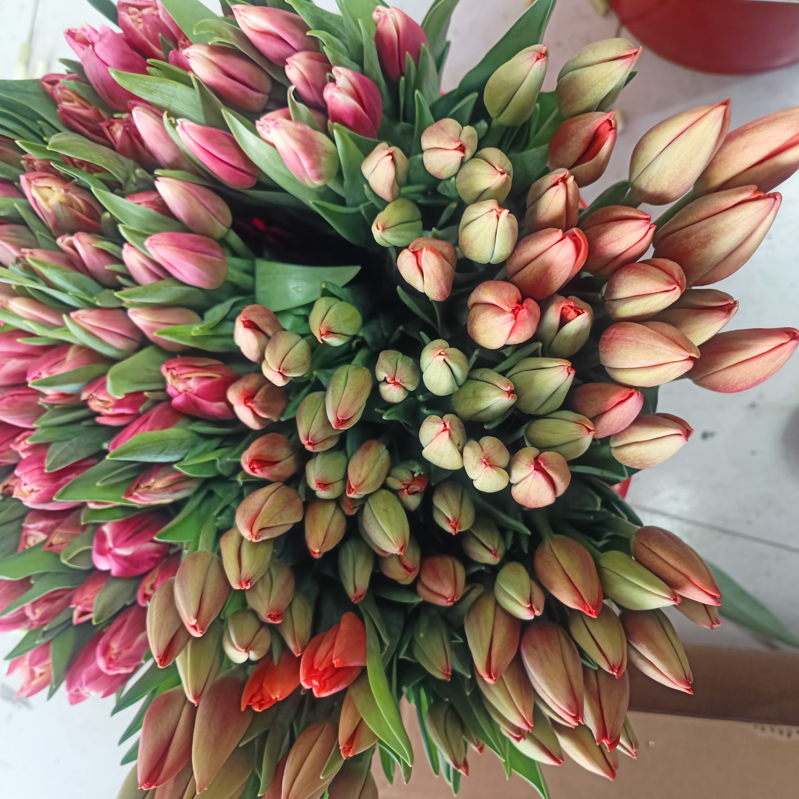 郁金香家居鲜花好养