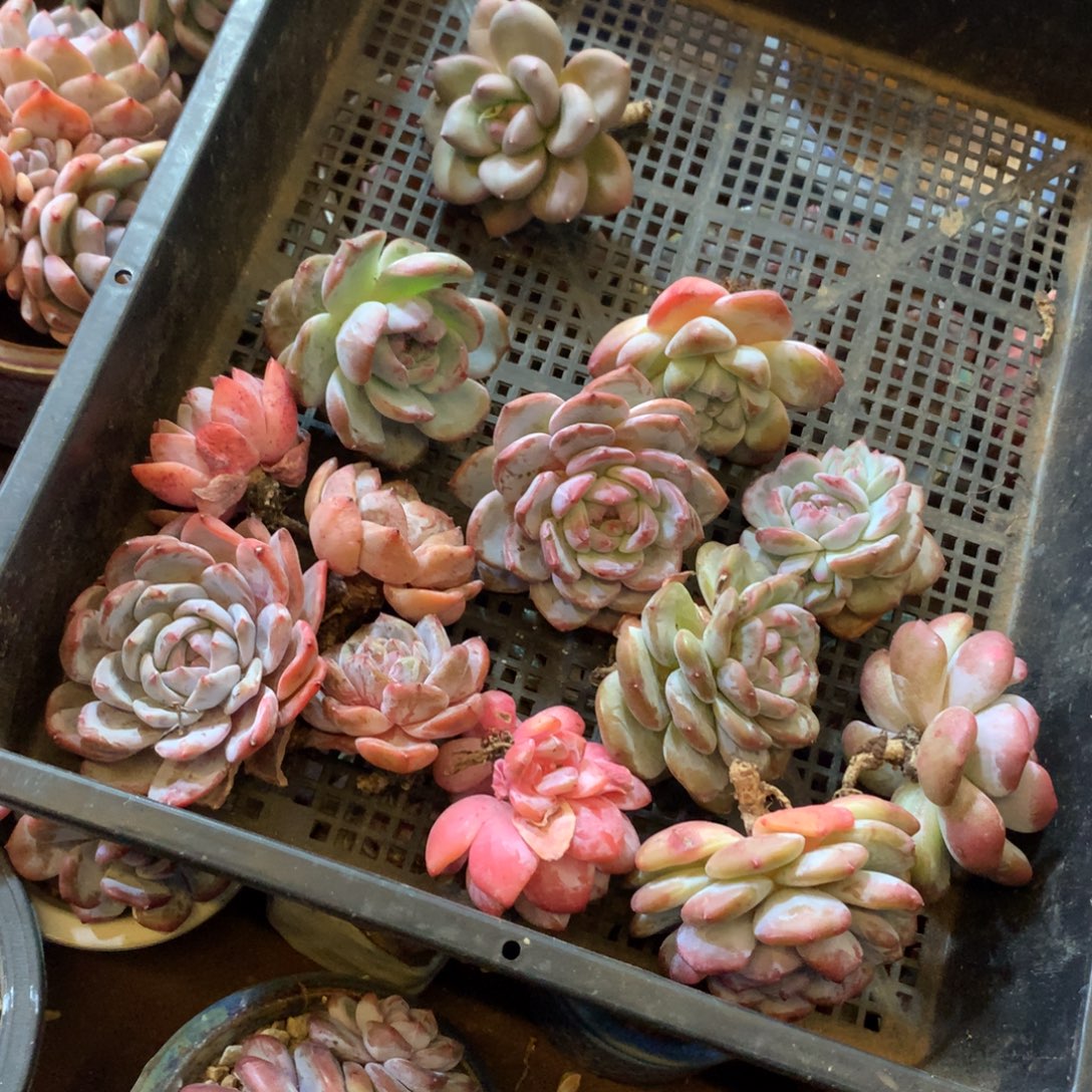 哈哈哈哈哈哈哈哈哈哈石榴籽