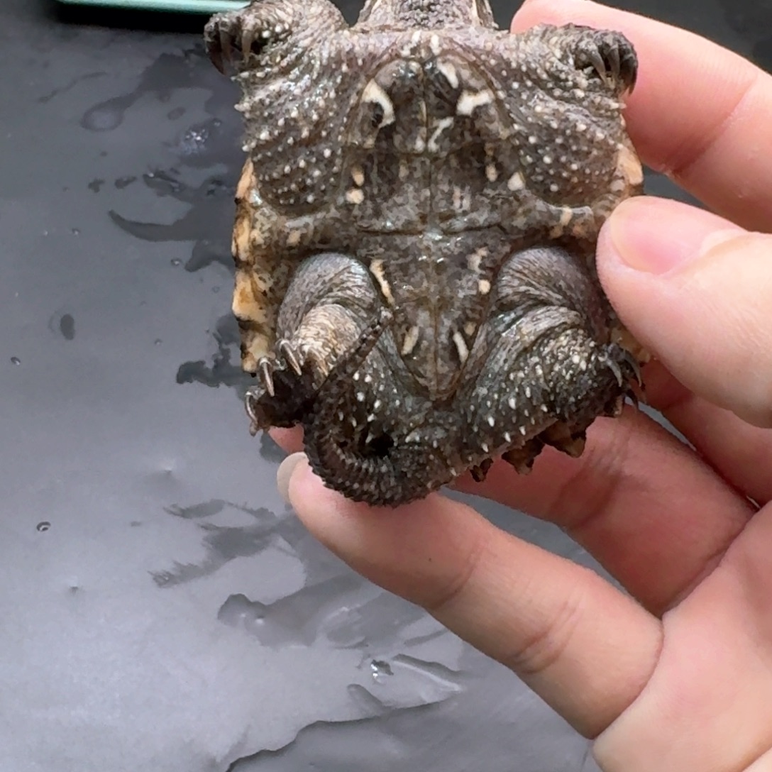 宠物龟不分公母111