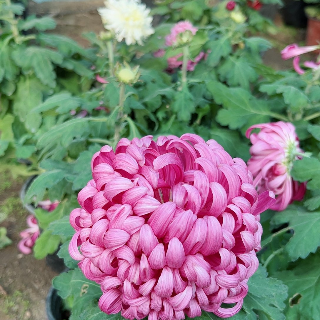 完全开放紫色大球母本不受后