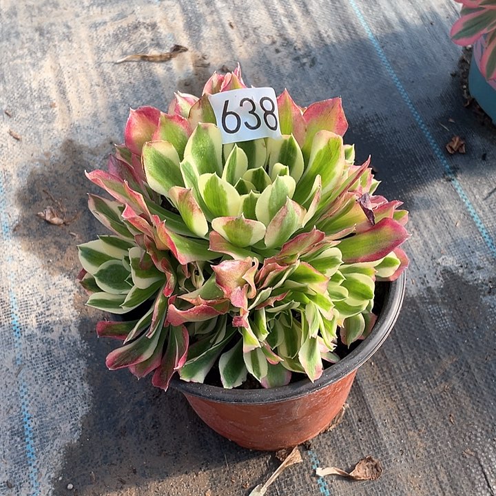 白凤638法师多肉