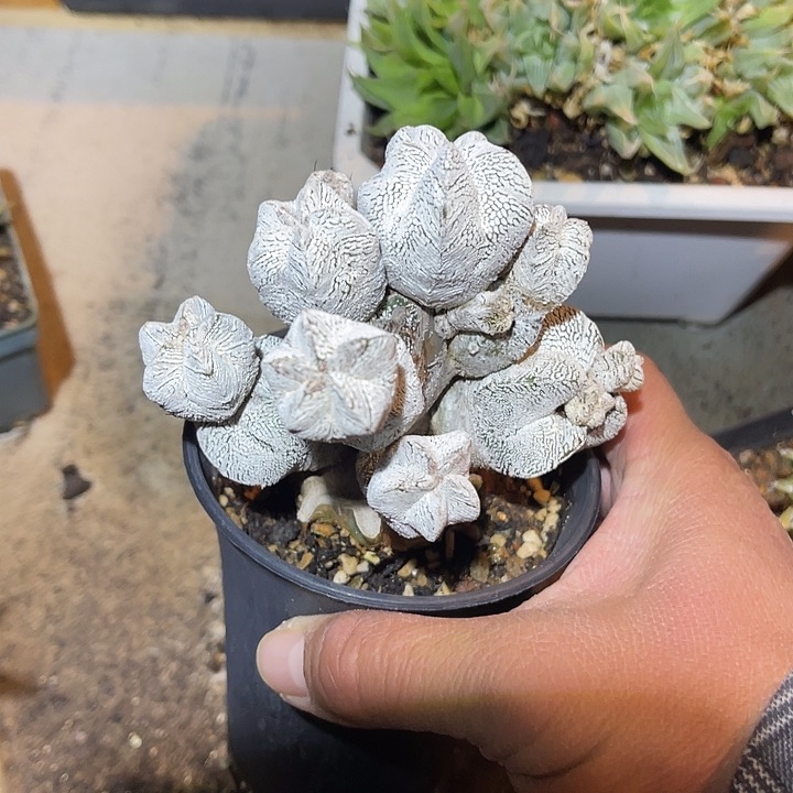 满38包邮2天凑单，脱土晾根发货多肉植物嫁接恩冢