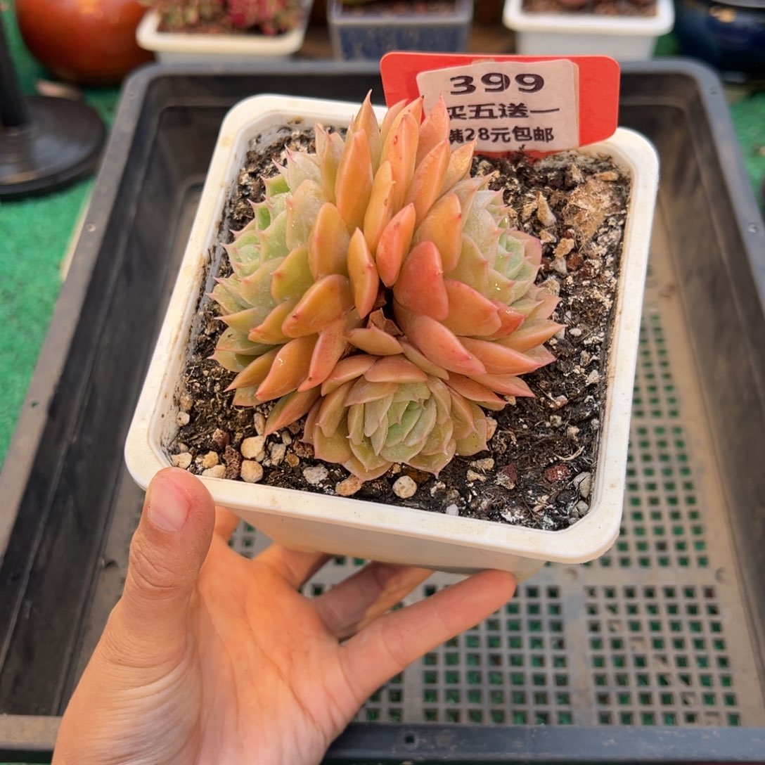 表妹精品多肉植物399.