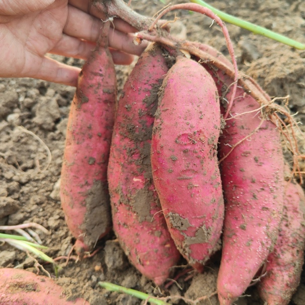 农村高海拔的红薯