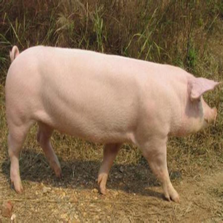 东北农家笨猪肉鲜嫩肉香实在美味