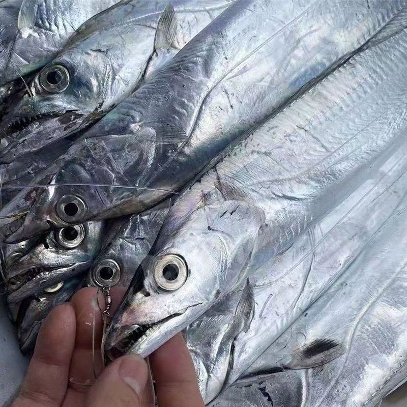 新鲜冷冻带鱼 山东日照 顺丰包邮 4斤净重