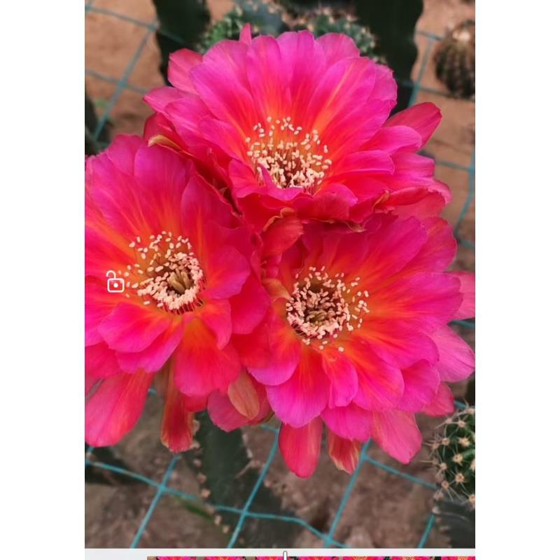 自根霞飞丽花尺寸以直播间为准不同季节开不同花色介意勿拍