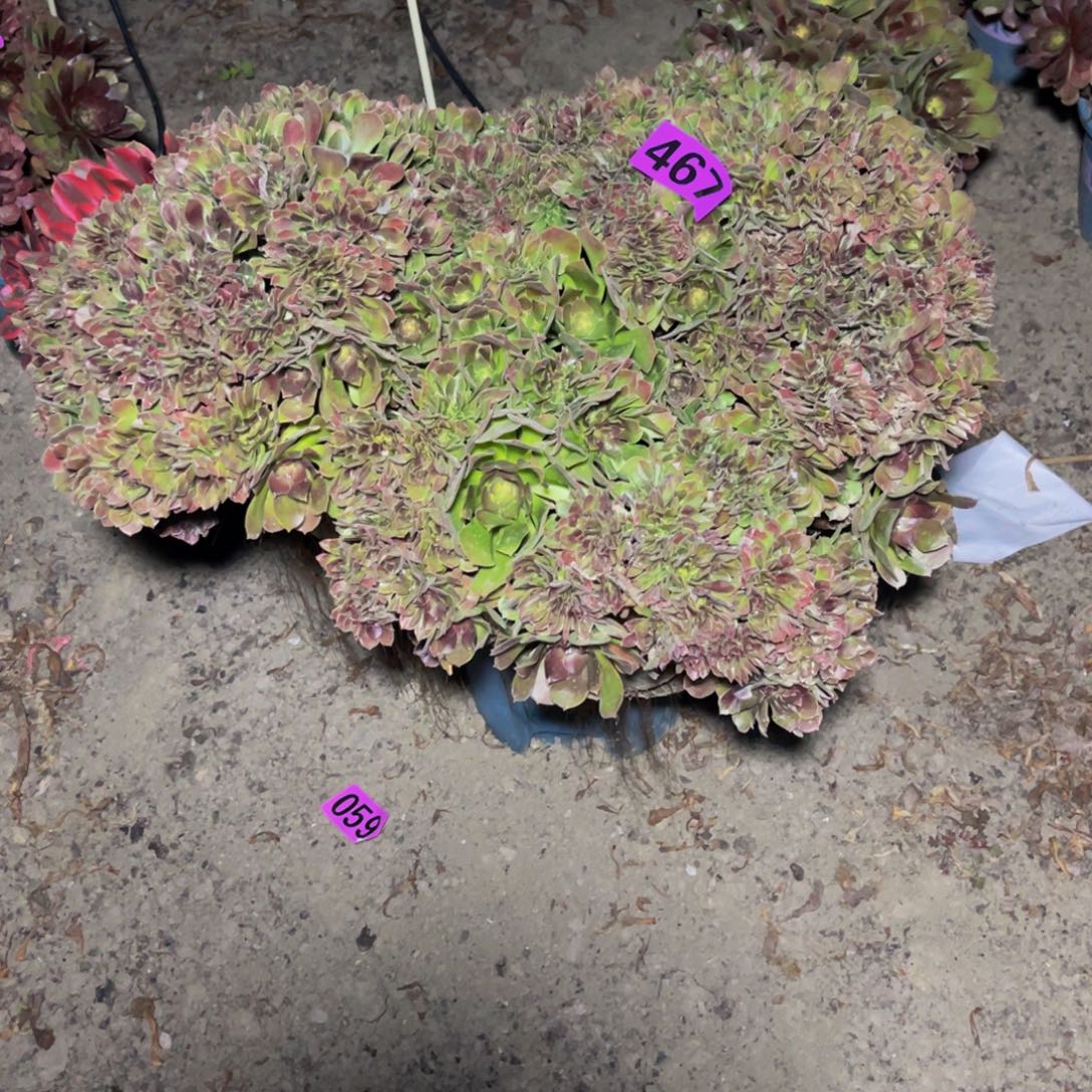 玫瑰法师16////24包邮