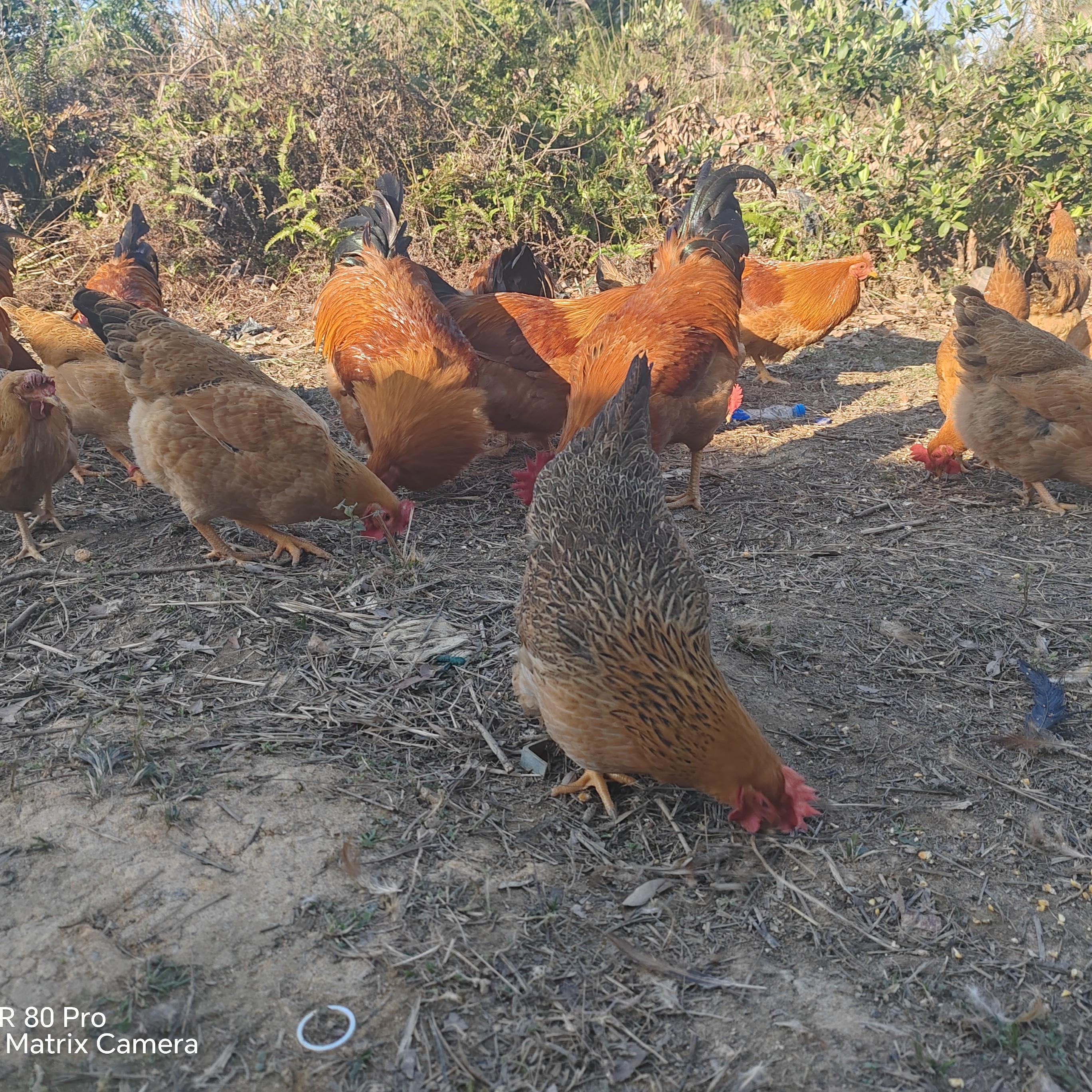 广西正宗灵山土阉鸡散养土鸡大公鸡土鸡散养走地鸡京东包邮发毛鸡