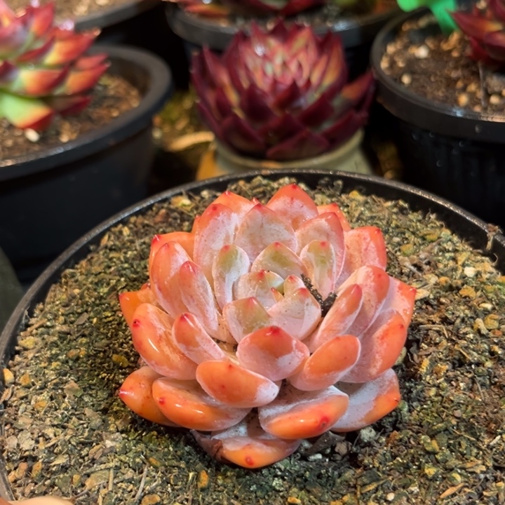 血橙惊鸿一物一拍包装收缩花旱