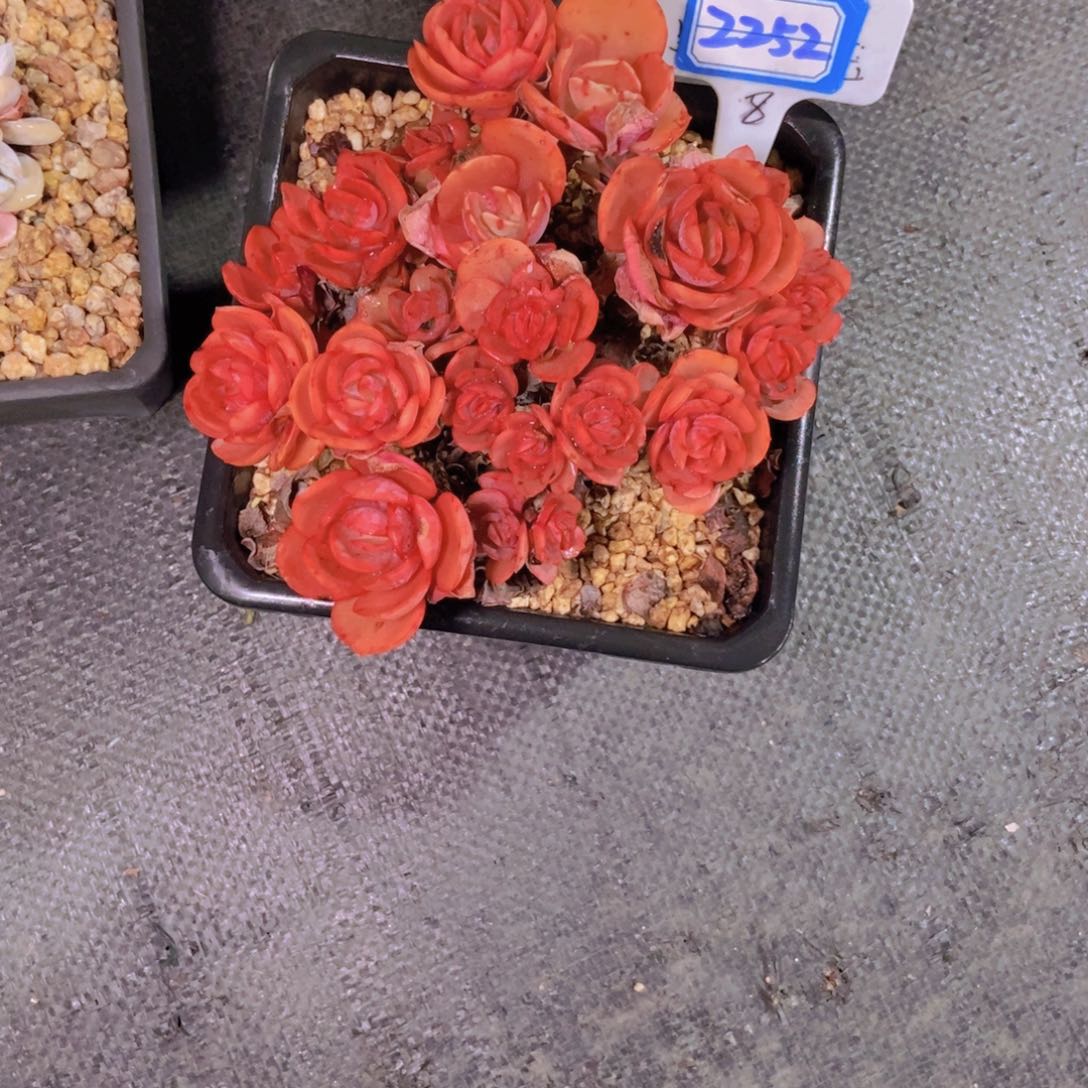 娜***子2252秀妍群一颗一