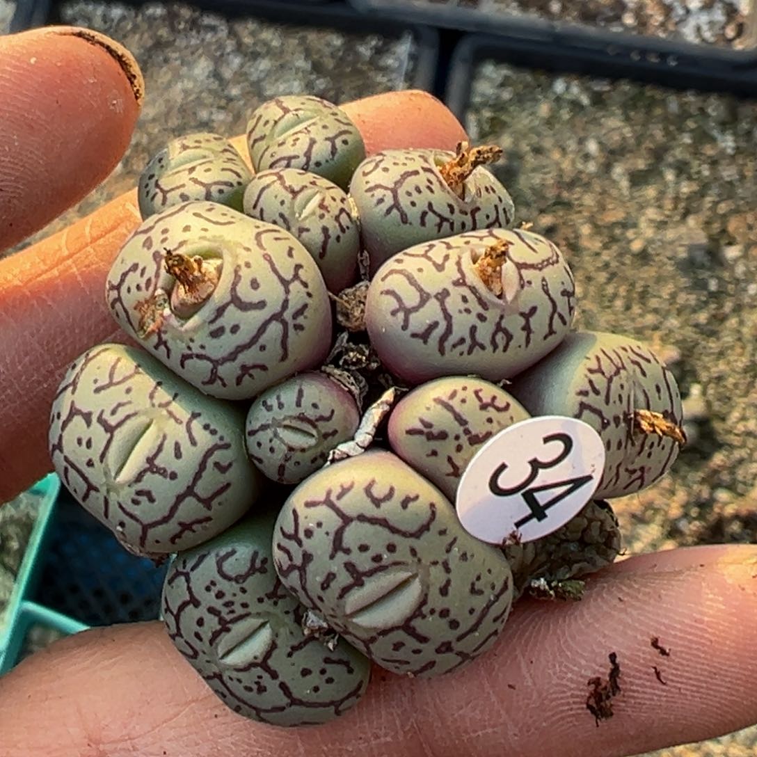 多肉植物1111111111111111