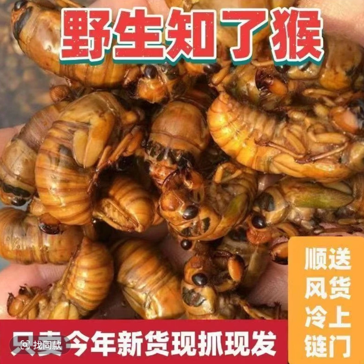 当季2025新鲜金蝉知了猴速冻现抓爬叉猴蝉蛹顺丰包邮