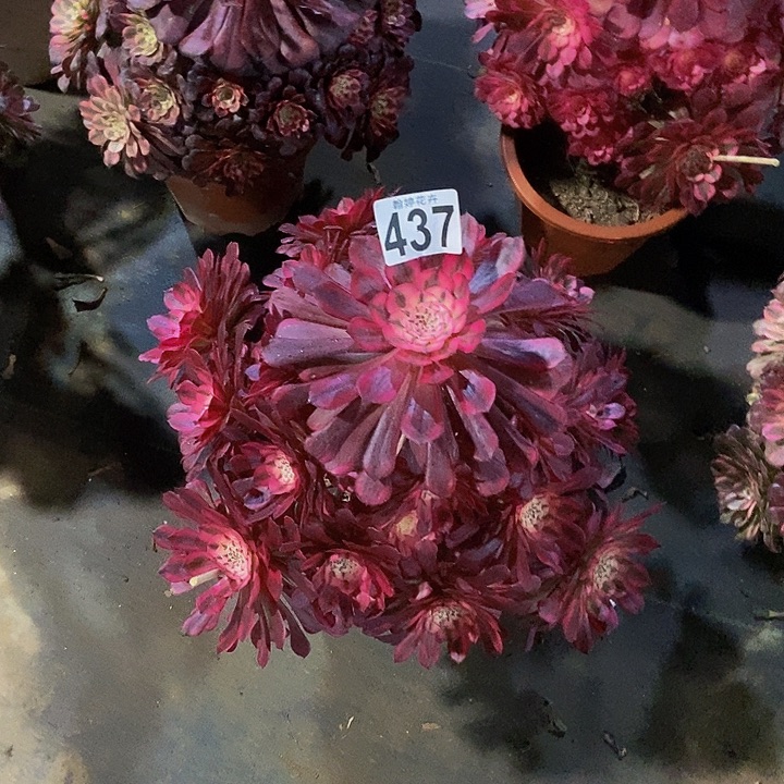 00000000000437红铜白