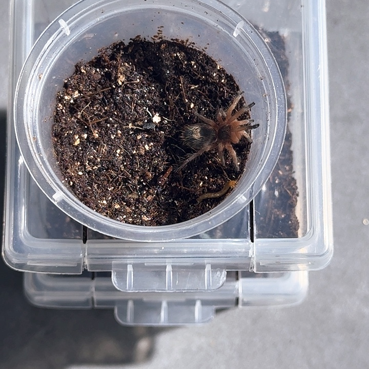 跳蛛智利蓝焰老虎尾 公母未分