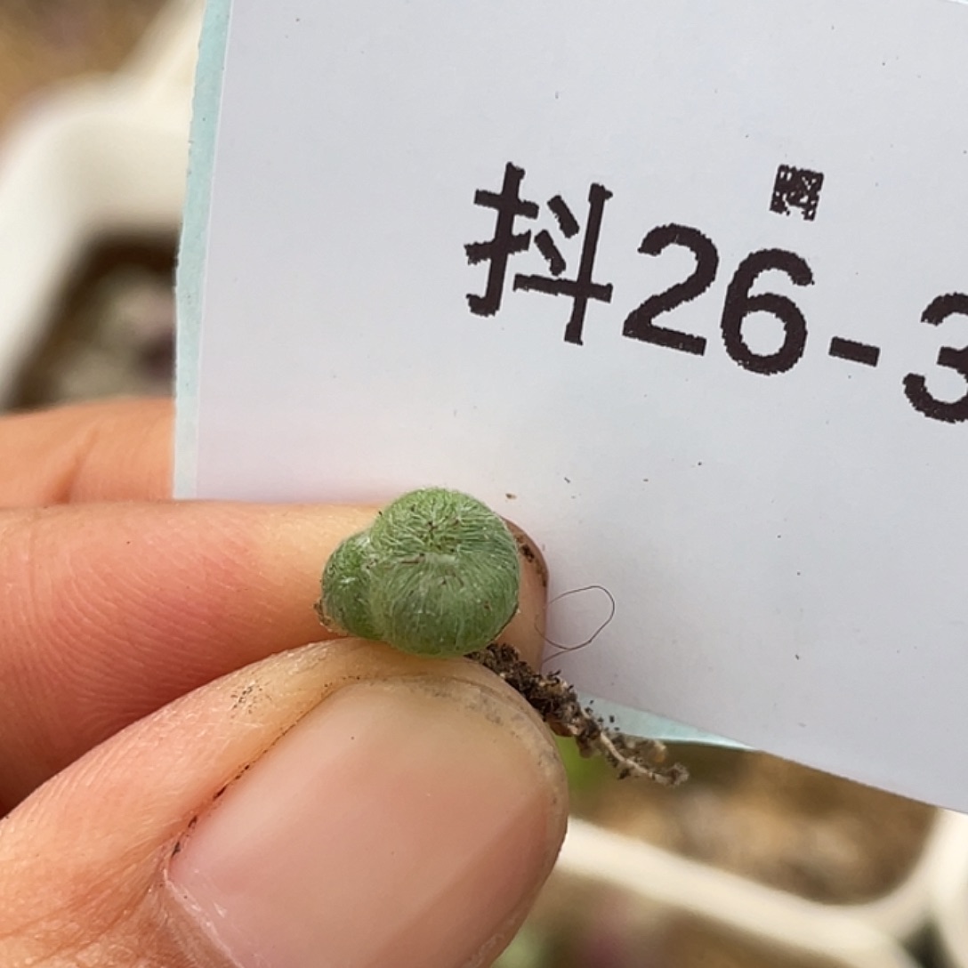 26-32斯蒂芬毛球多肉植物