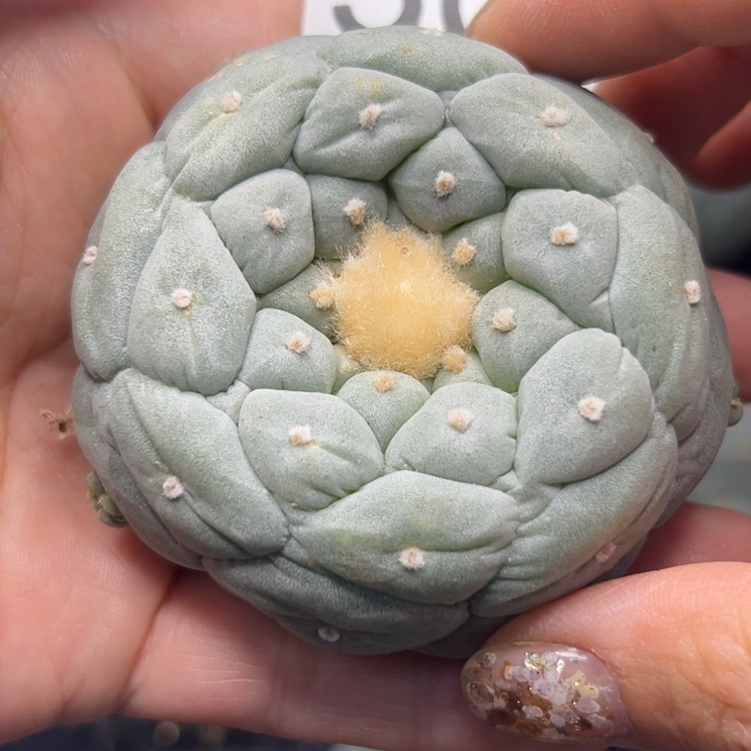 503 有根 仙人球的世界里