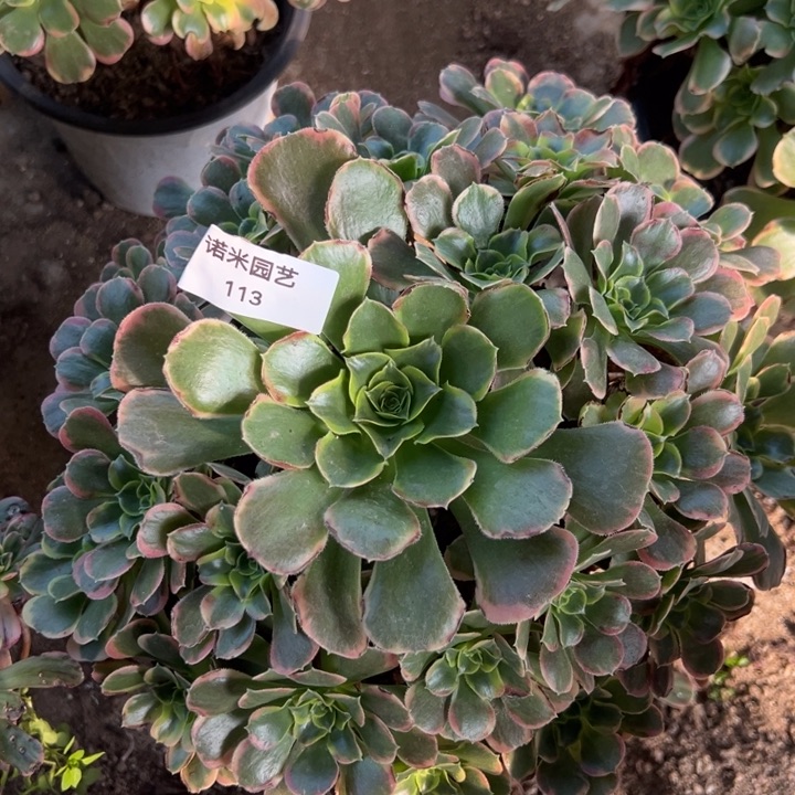 特斯拉大手捧多肉植物113