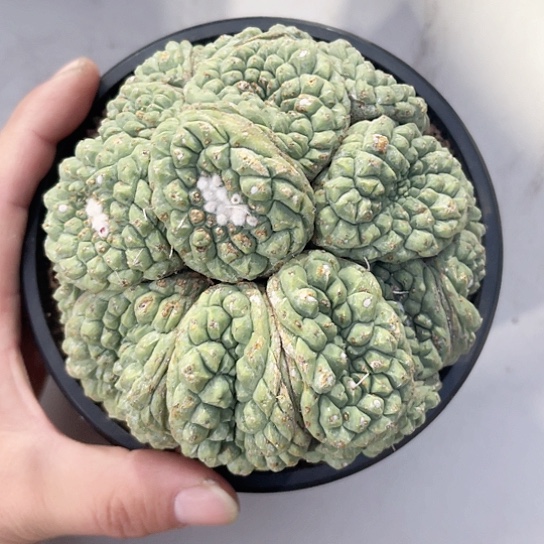 实生苗接带柱子菊水