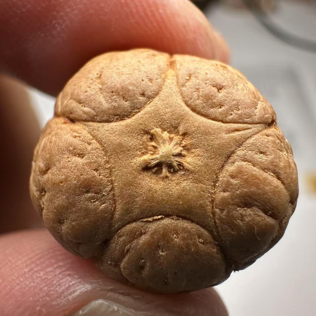 尼泊尔五星菩提，尺寸19，sss系列，货号76