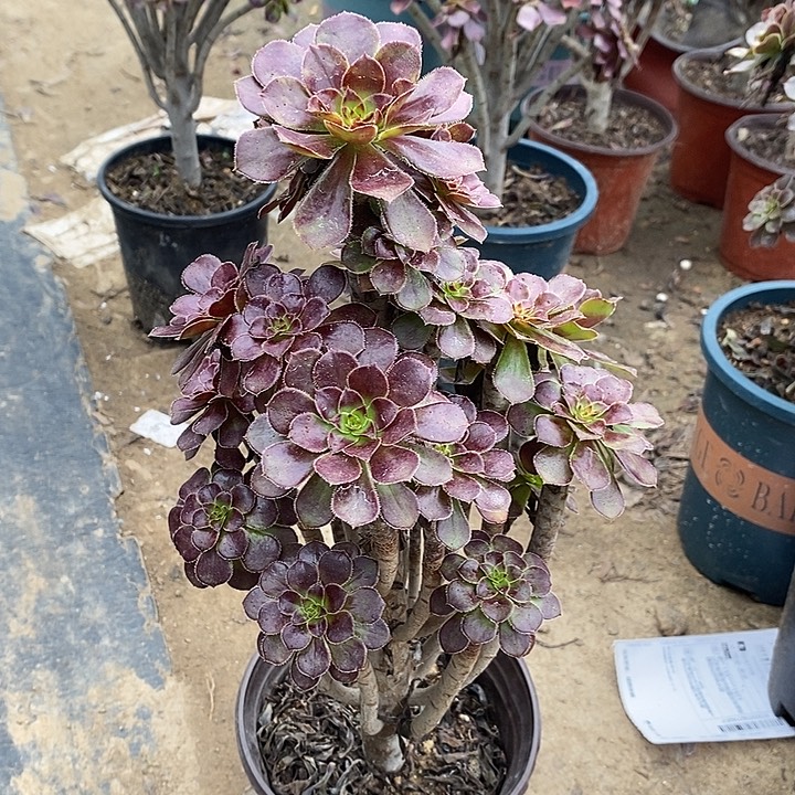 黑法1多肉植物法师法师
