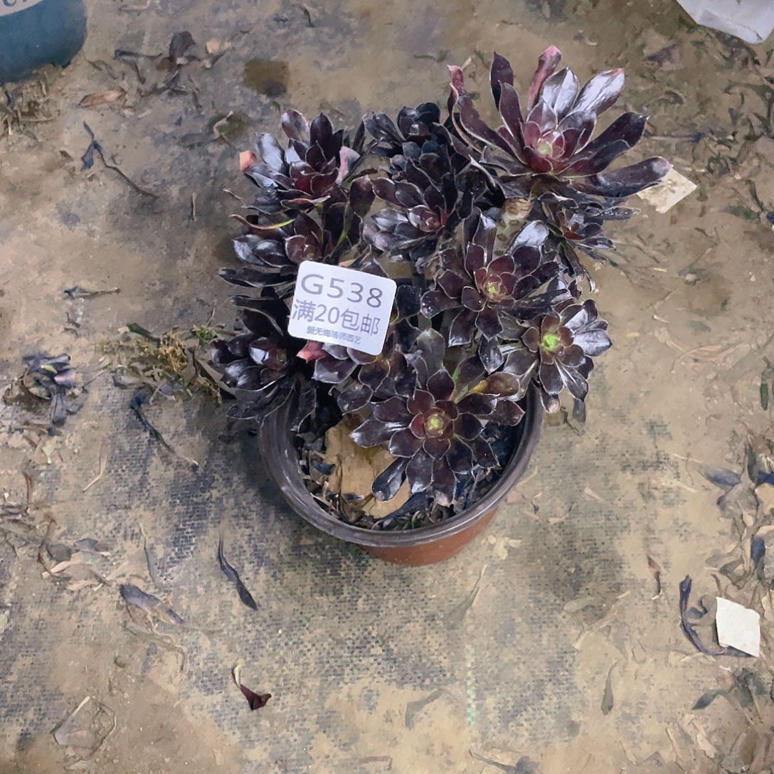 538黑法师多肉小损不包