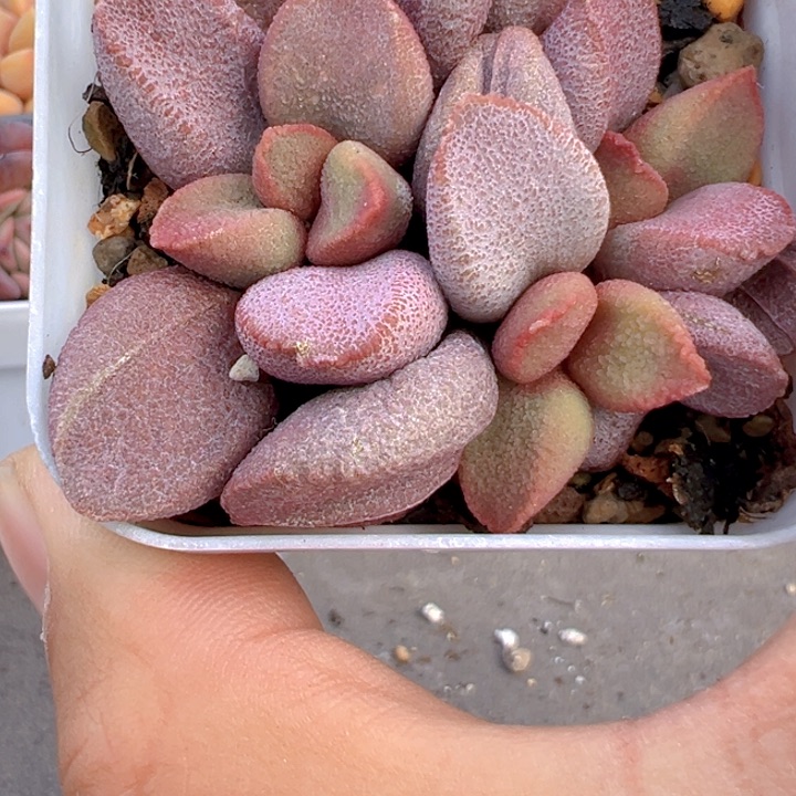 甜心水泡【一物一拍】两单包邮