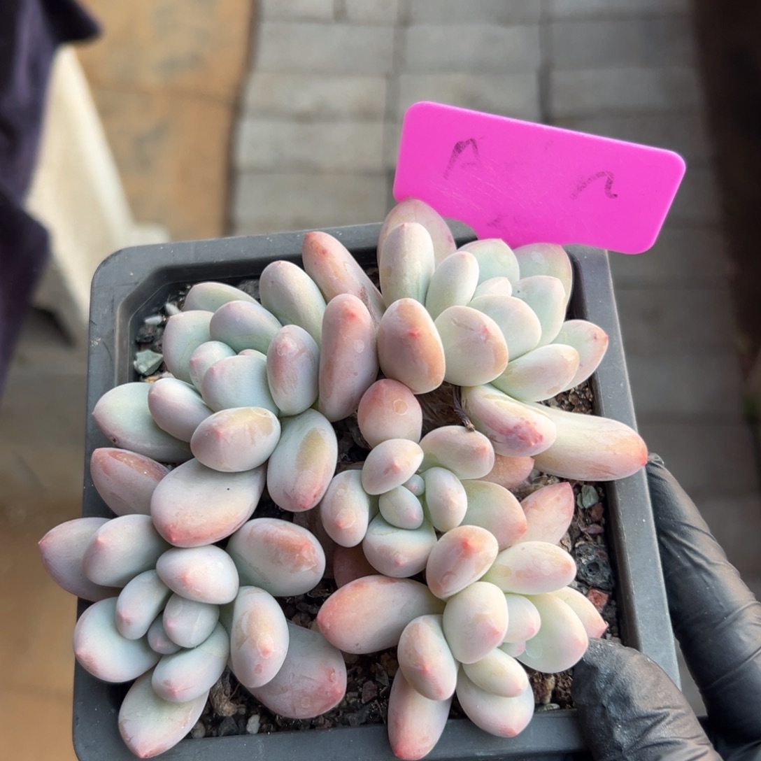 特价香水1111111111111