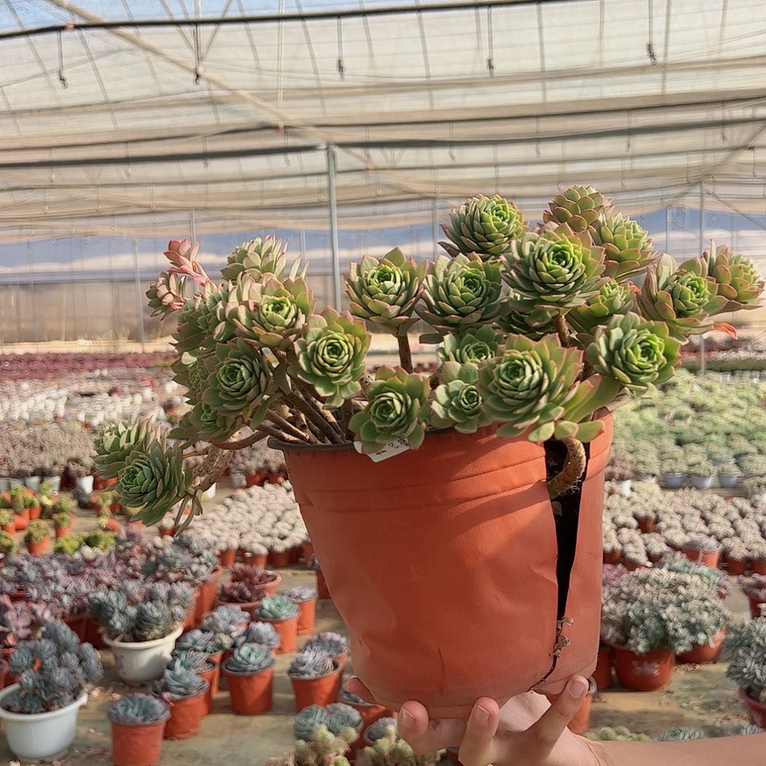 绿蔷薇大盆整桩老桩