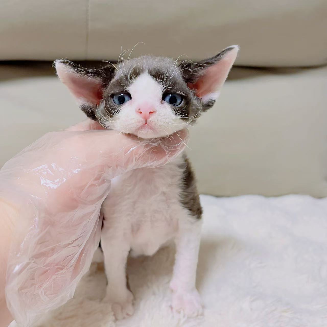 【Armando】德文活体精品幼犬猫咪