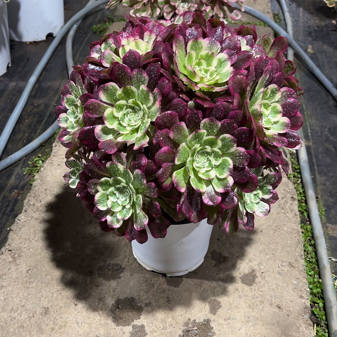 霁月大绣球漂亮漂亮