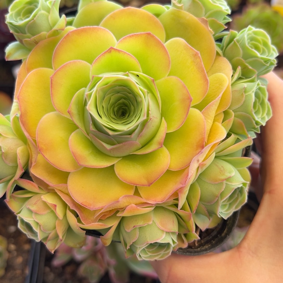 174号小鹿兜—山地玫瑰