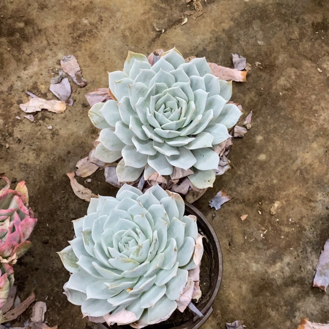 薄叶蓝鸟单头精控两盆