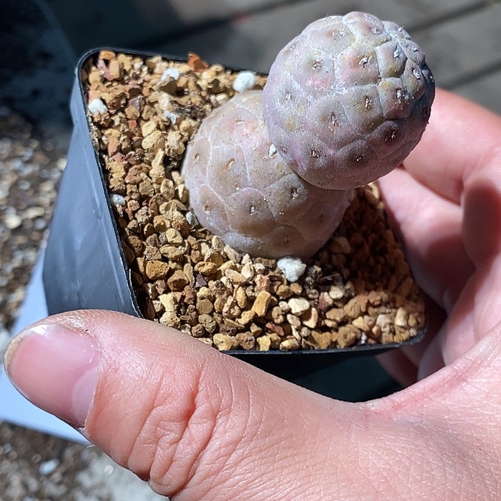 12390。  双头习志野一颗。  