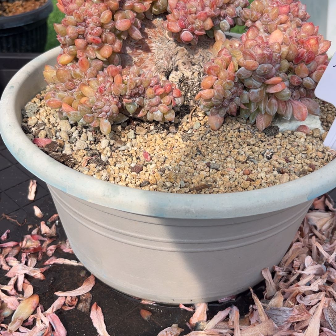 星影缀他精品多肉