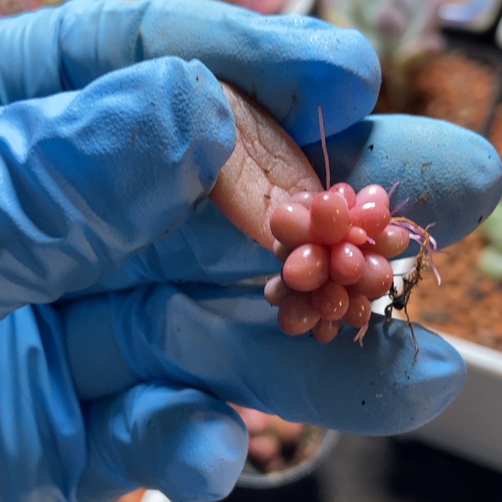 张*,红手指锦多肉植物