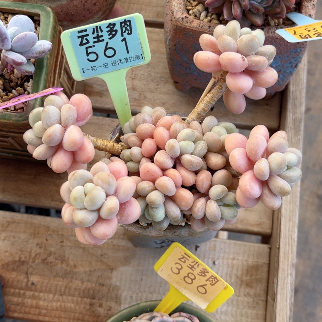 云尘多肉一物一拍561不含盆，