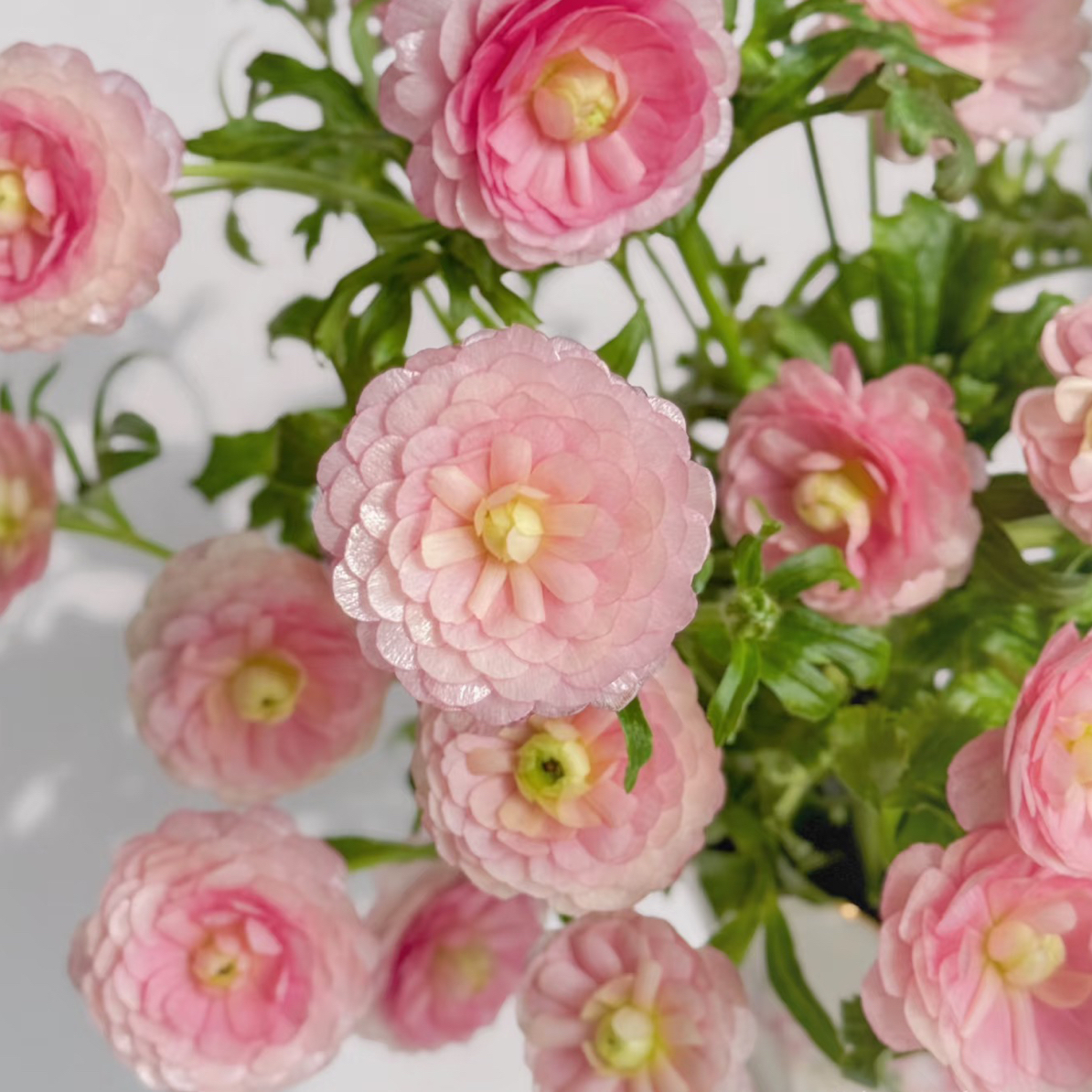 蝴蝶洋牡丹-水蜜桃5支！三件顺丰空运20%不售后