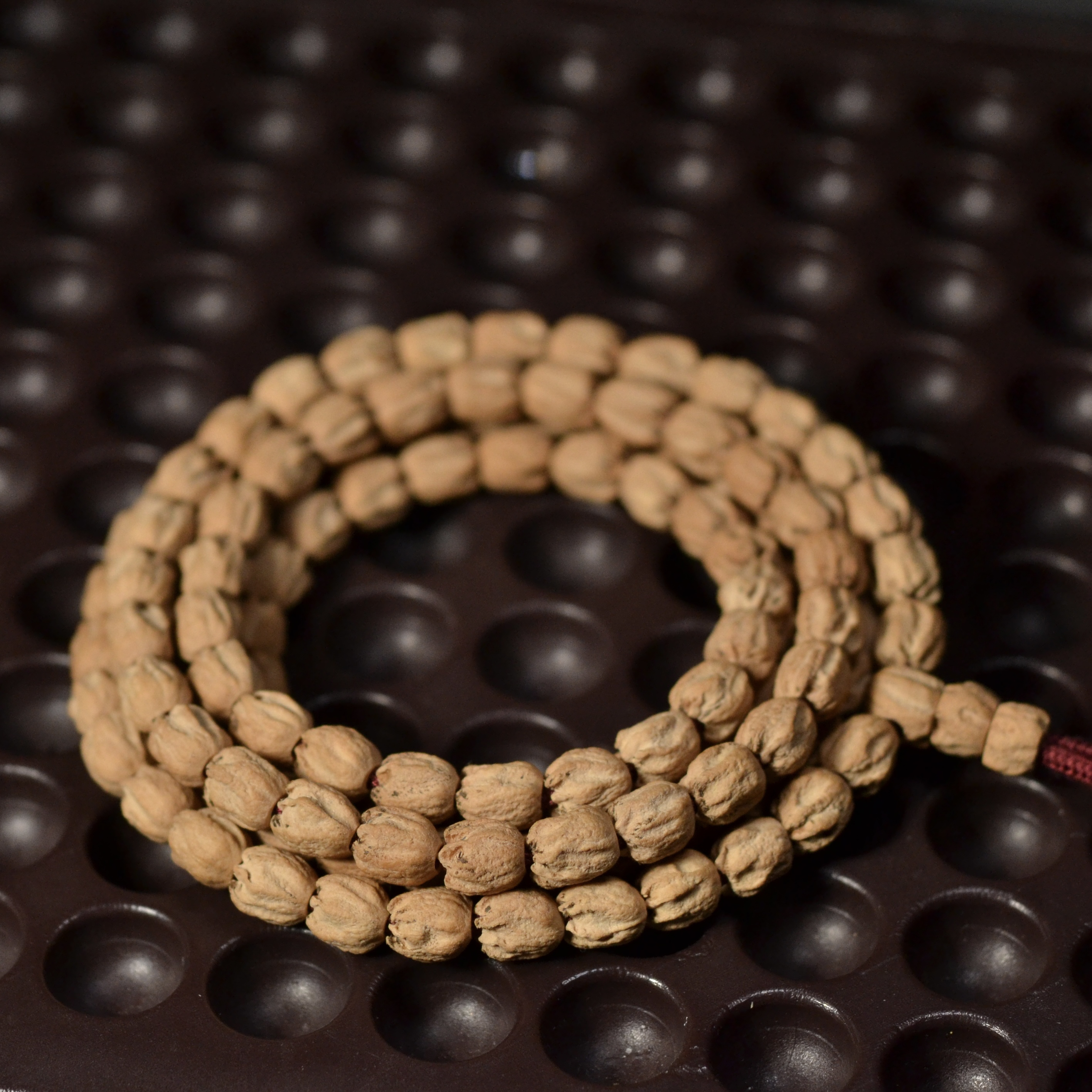 柏香籽热振红皮郁金香 6.5