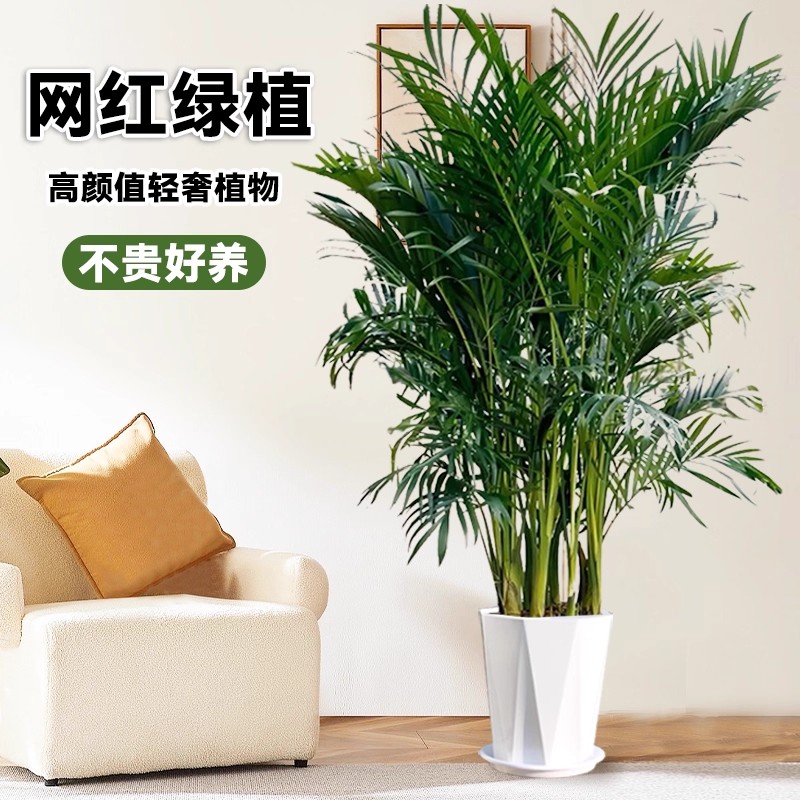 富贵椰子1.2-1.4米盆栽净化空气绿植四季常青好养活适合客厅