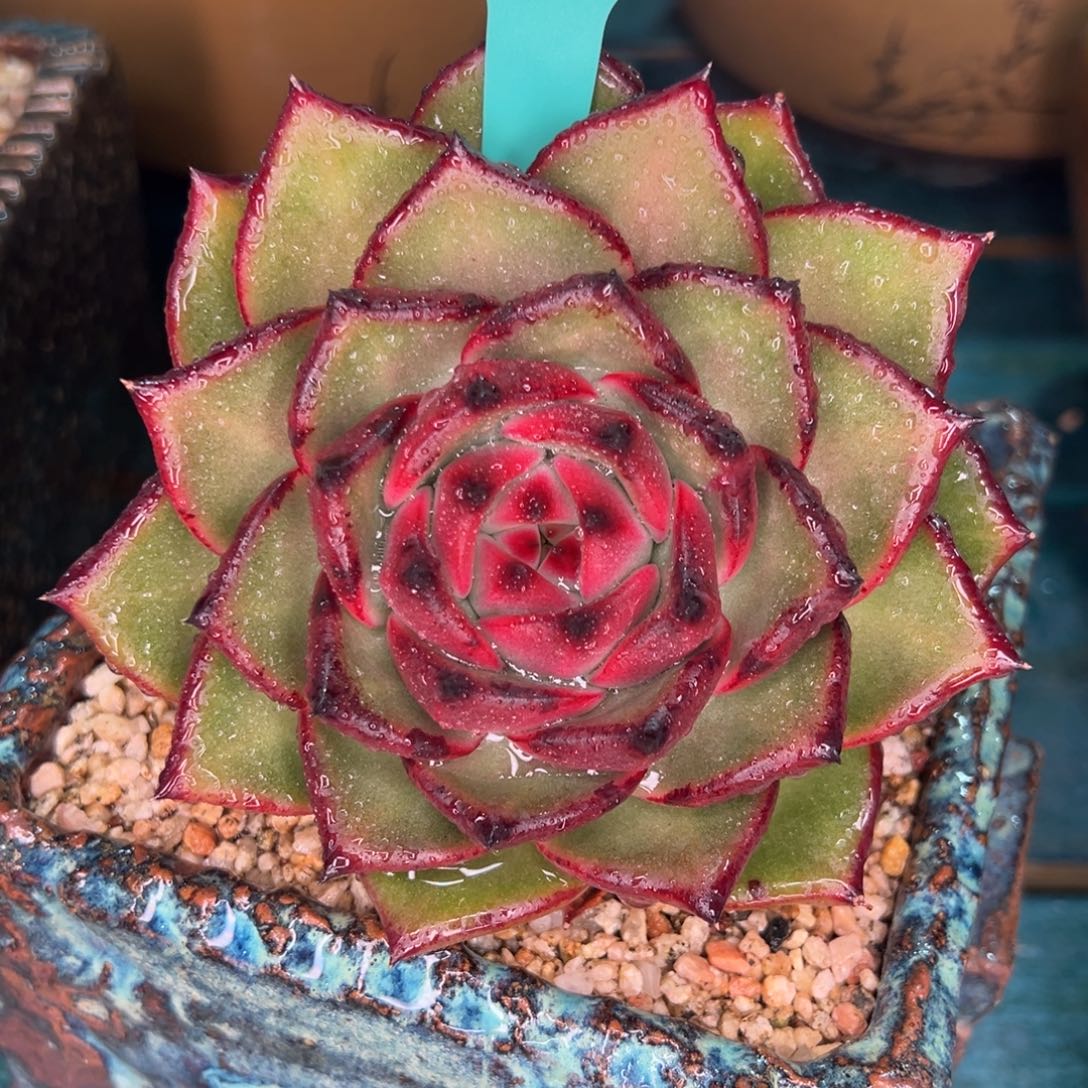 从前慢多肉精选编号0115.192