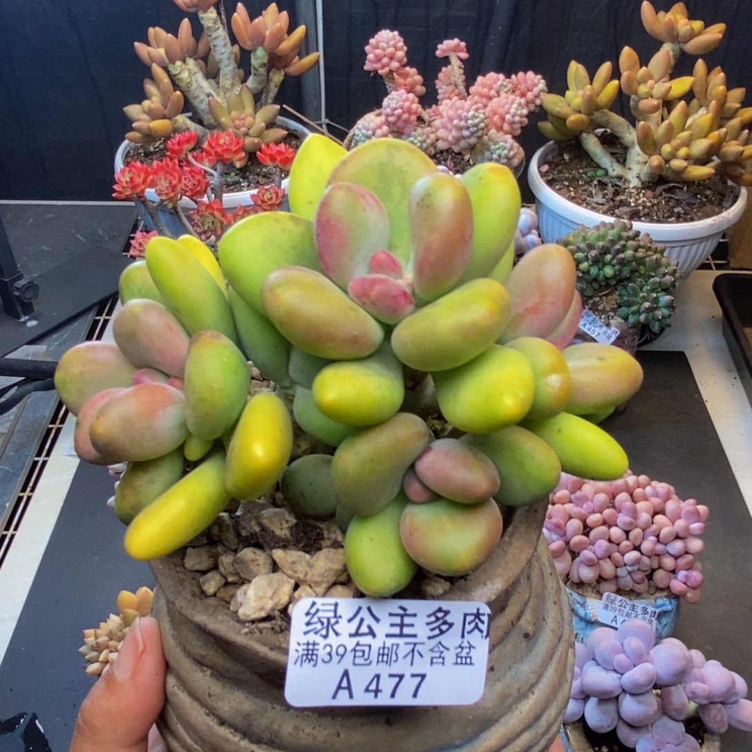 477芒果奶多肉10c m