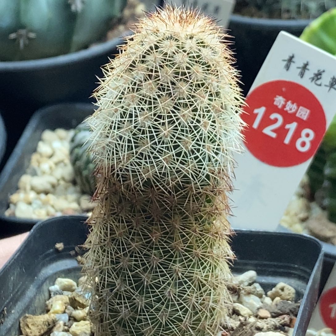 实生御旗虾一棵仙人球