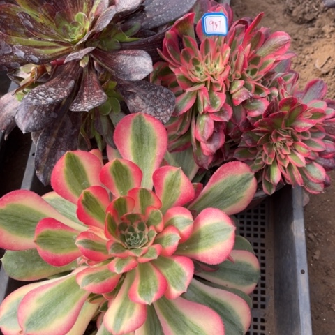 957多肉植物组合