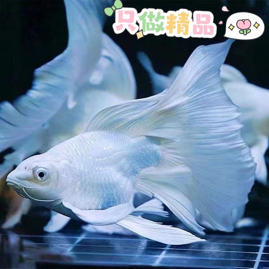 纯种长尾观赏鱼冷水好养耐活淡水赛级白短蝴蝶鲤观赏鱼
