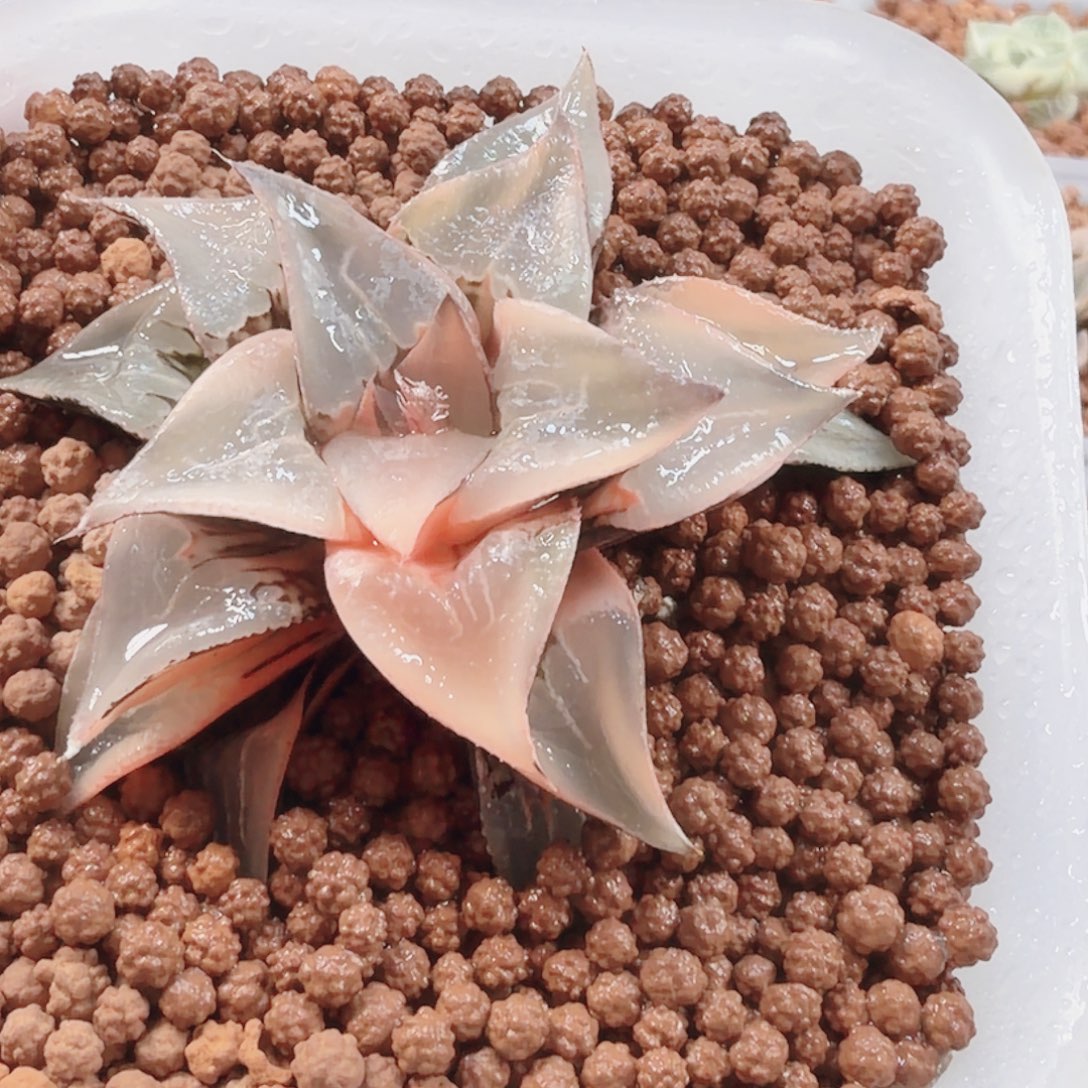 无花朵十二卷酒吞童子锦母本