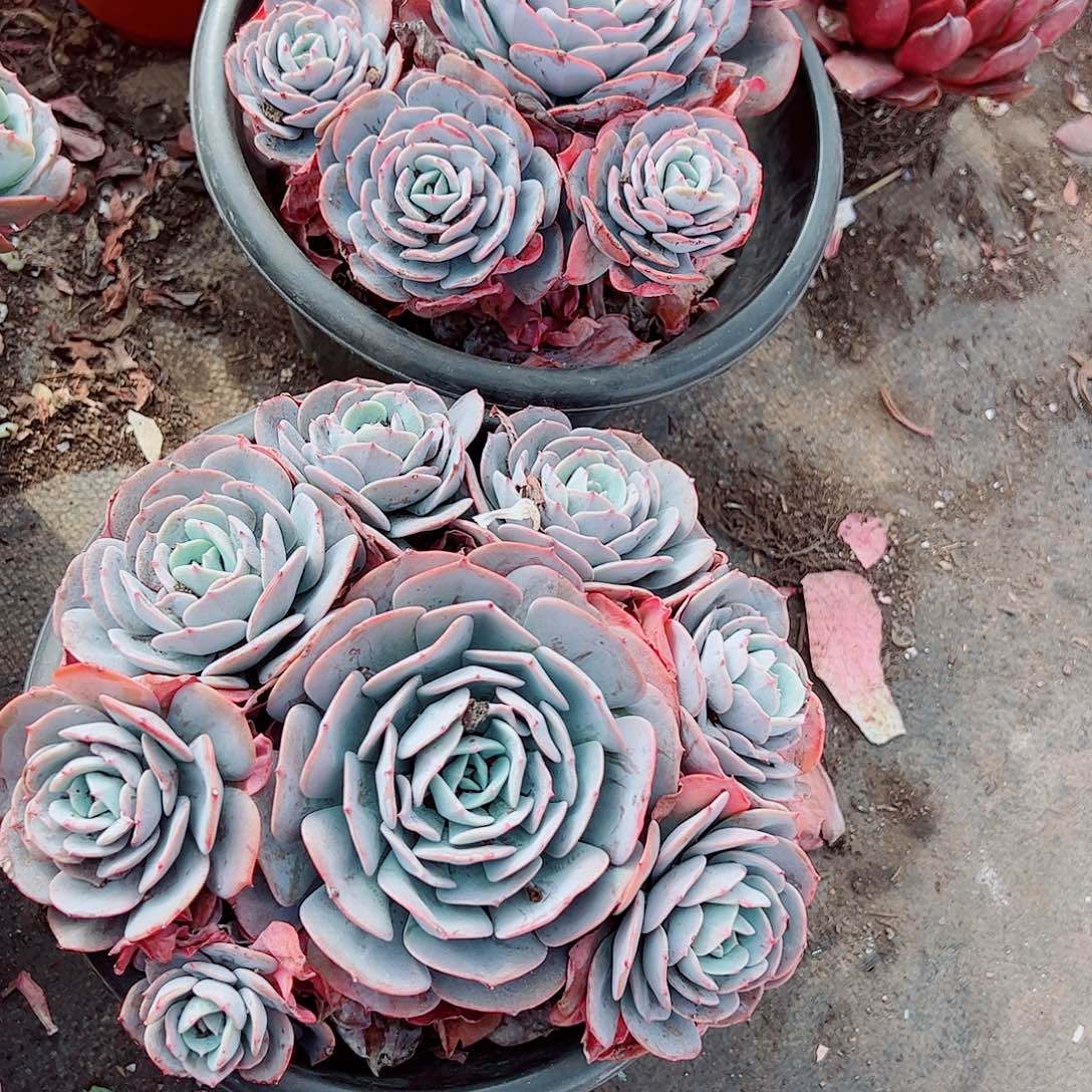 红粉台阁多头造型精品