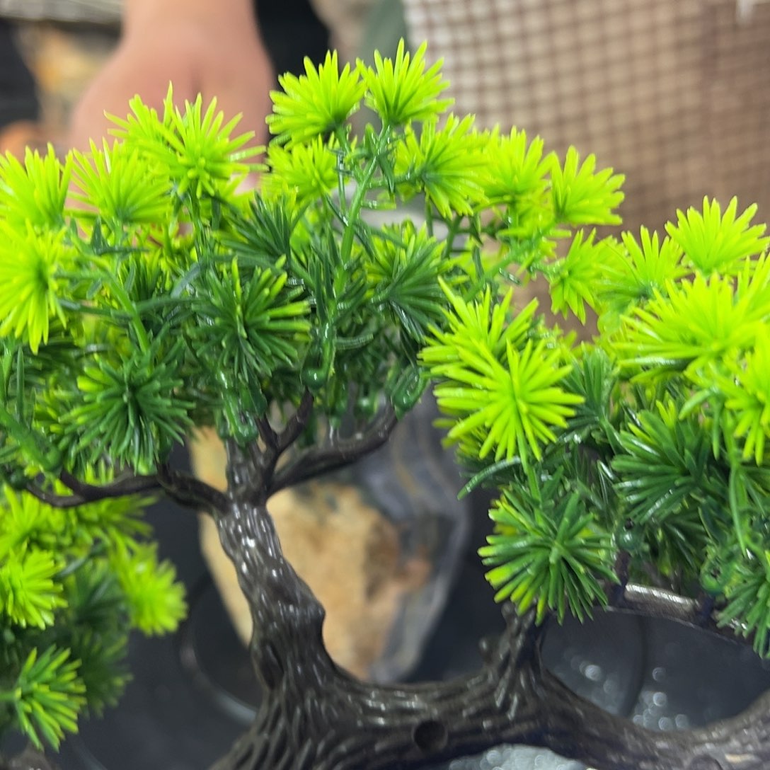 石头飞*天然的花盆